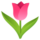 tulip 🌷