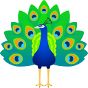 peacock 🦚